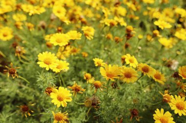 Tropikal papatya çiçeği