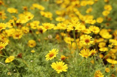 Tropikal papatya çiçeği