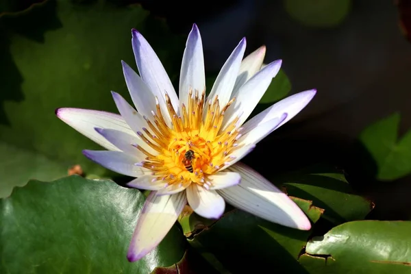 Schöne Lotusblumen Tropischen — Stockfoto