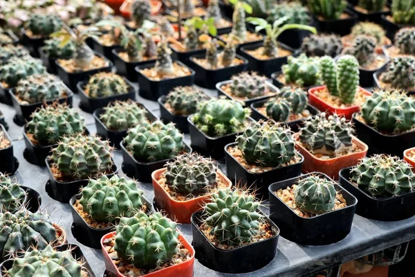 Vackra Kaktus För Sälj — Stockfoto