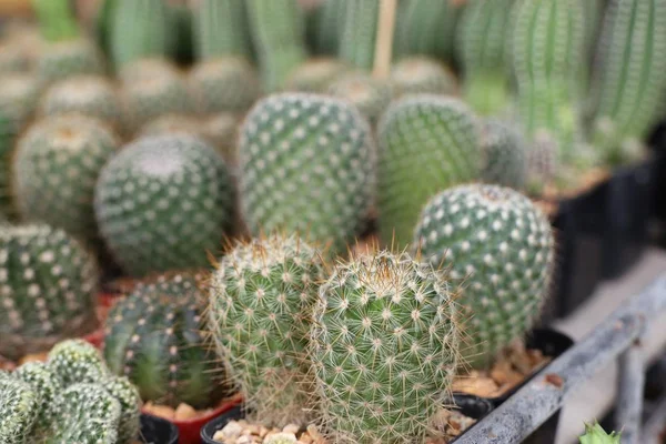 Beau Cactus Vendre — Photo