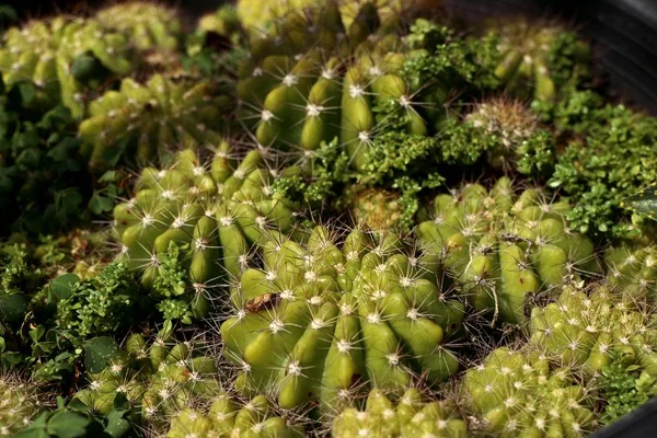 Bellissimo Cactus Vendita — Foto Stock