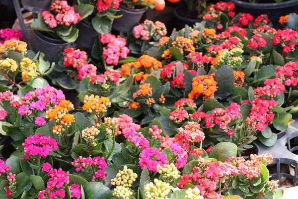Handla Blommor För Sälja — Stockfoto