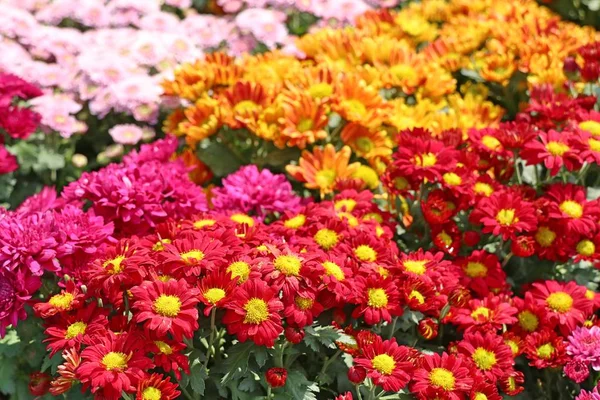 Квіти Хризантеми Продажу — стокове фото