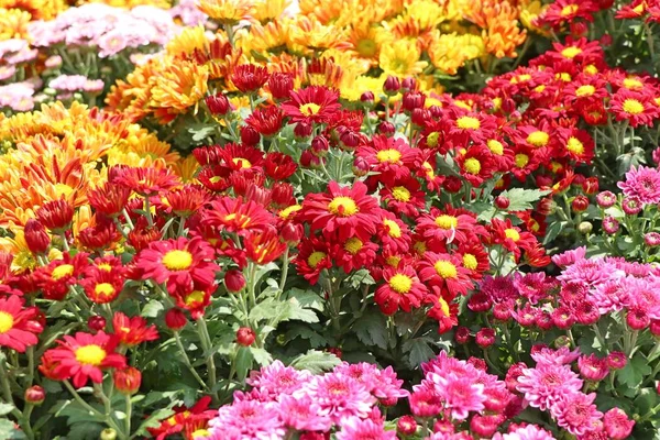 Crisântemo Flor Para Vender — Fotografia de Stock