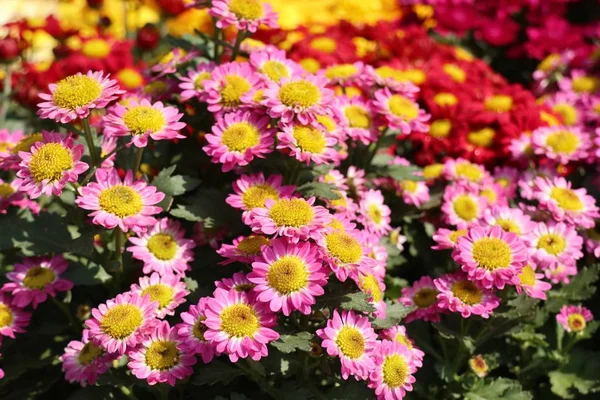 Chrysanthemenblume Zum Verkauf — Stockfoto