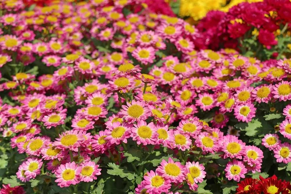 Chrysanthemum Flower Sell — Stock Photo, Image