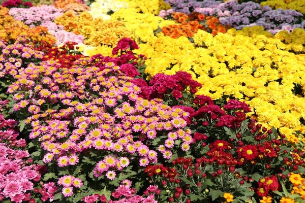 Crisântemo Flor Para Vender — Fotografia de Stock