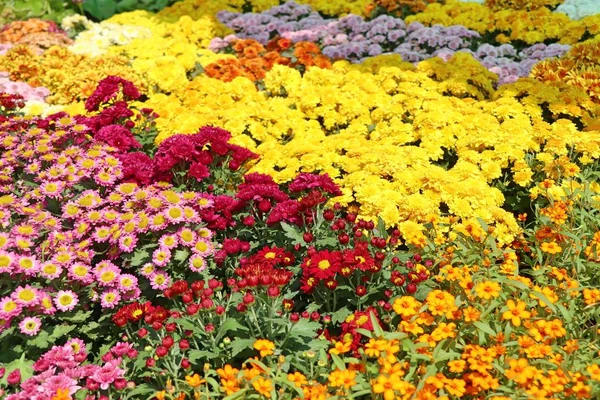 Krysantemum Blomma För Sälja — Stockfoto