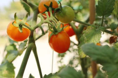 Dallar kiraz domates