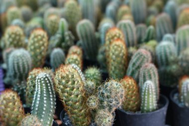 Satmak için güzel kaktüs