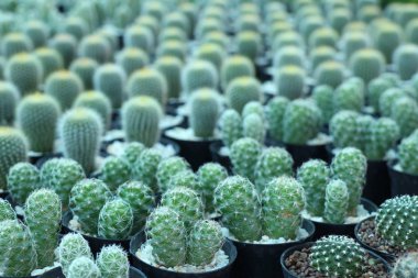 Satmak için güzel kaktüs