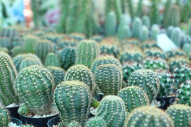 Satmak için güzel kaktüs