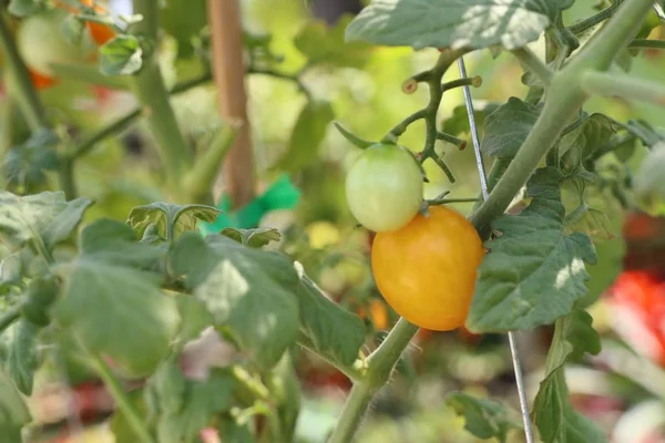 Zweige Von Kirschtomaten — Stockfoto