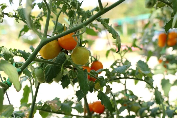 Zweige Von Kirschtomaten — Stockfoto