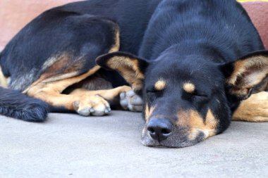 Yol kenarında köpek yere uyku