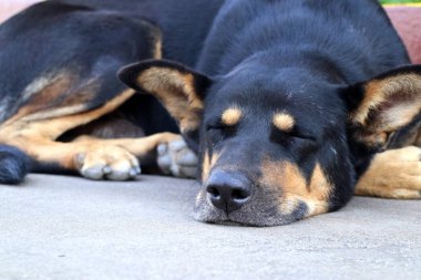 Yol kenarında köpek yere uyku