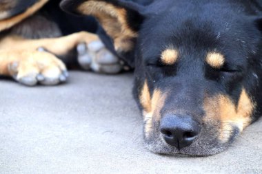 Yol kenarında köpek yere uyku