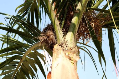 Kuş yuvası tembul palmiye ağacı üzerinde