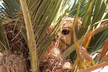 Kuş yuvası tembul palmiye ağacı üzerinde