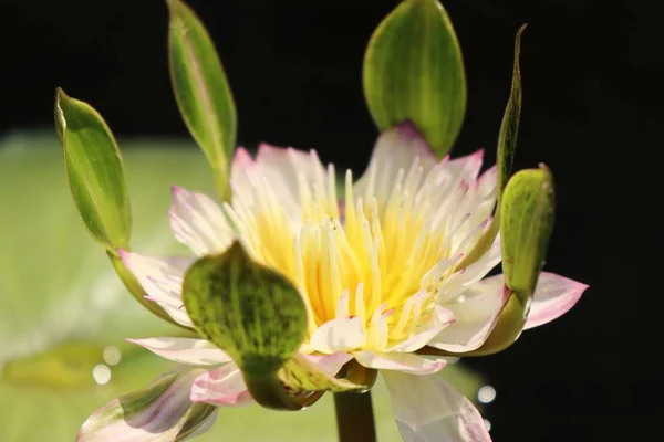 Красивые Цветы Лотоса Тропиках — стоковое фото