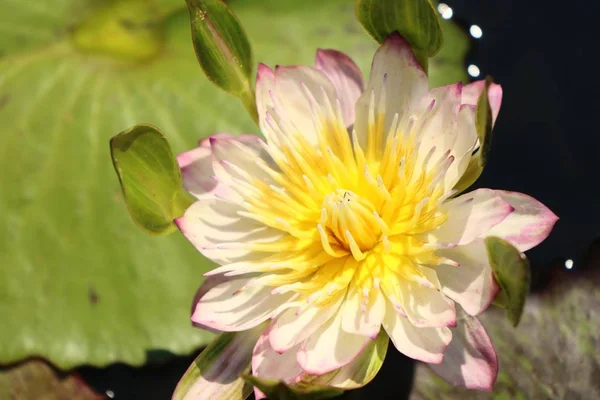 Beautiful Lotus Flowers Tropical — Stock Photo, Image