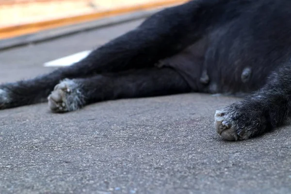 Roadside Dog Sleeping Ground — Stock Photo, Image
