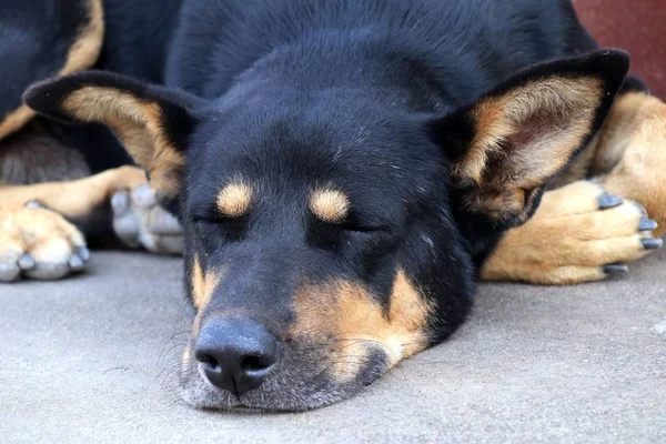 Vägkanten Hund Sover Marken — Stockfoto