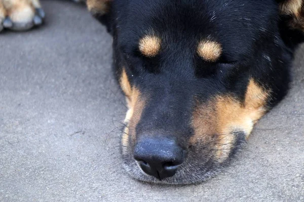 Roadside Dog Sleeping Ground — Stock Photo, Image