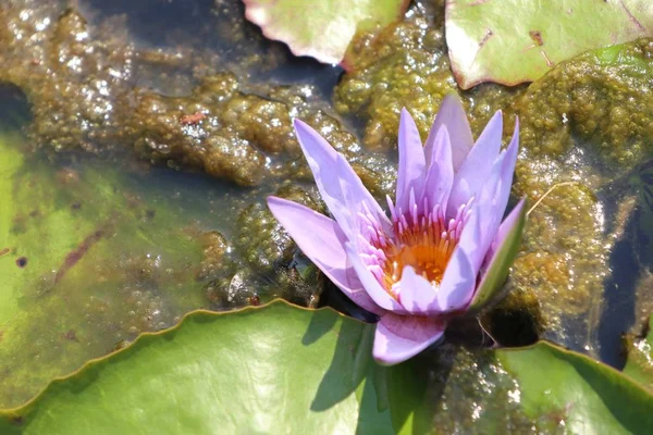 Beautiful Lotus Flowers Tropical — Stock Photo, Image