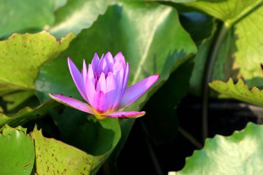 Tropikal güzel lotus çiçekleri