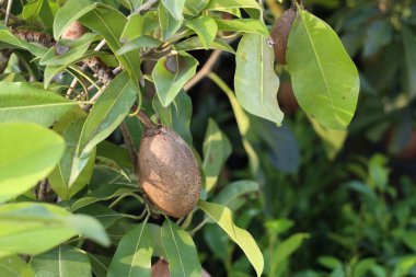 Sapodilla meyvesi ağaçta