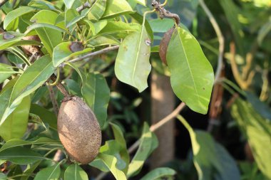 Sapodilla meyvesi ağaçta