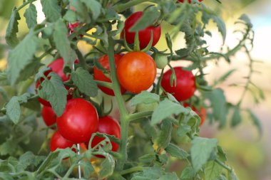 dallar kiraz domates