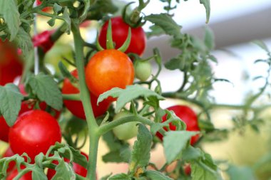 dallar kiraz domates