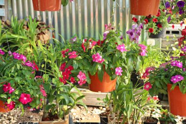 Satılık Petunya çiçek