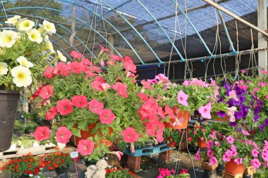 Satılık Petunya çiçek