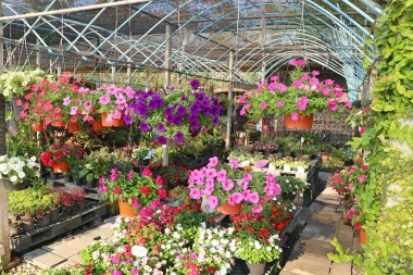 Satılık Petunya çiçek