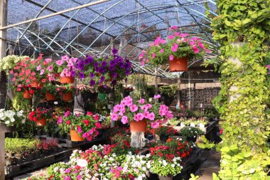 Satılık Petunya çiçek