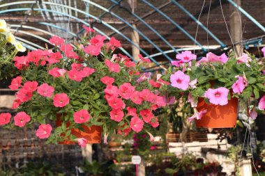 Satılık Petunya çiçek