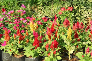 tropikal Cockscomb çiçek