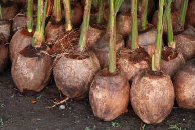 Hindistan cevizi ağacı filizleri