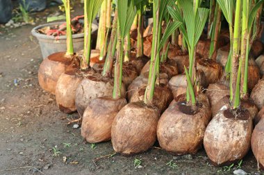 Hindistan cevizi ağacı filizleri