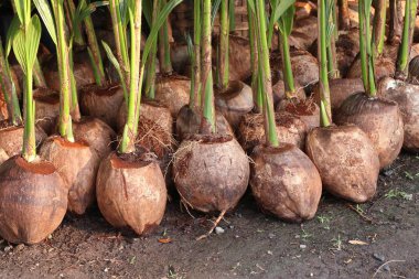 Hindistan cevizi ağacı filizleri