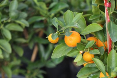 bahçede portakal ağacı