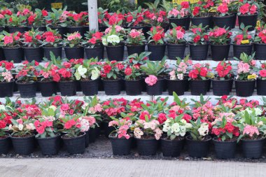 Dikenli çiçek tacı