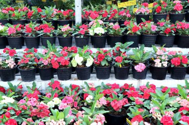 Dikenli çiçek tacı