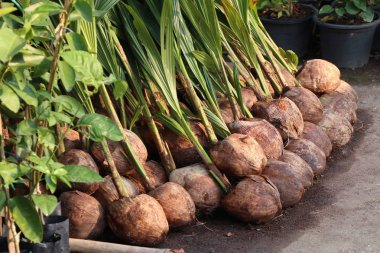 Hindistan cevizi ağacı filizleri