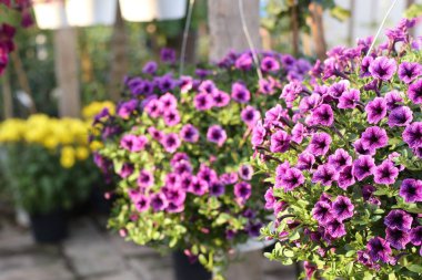 Satılık Petunya çiçek