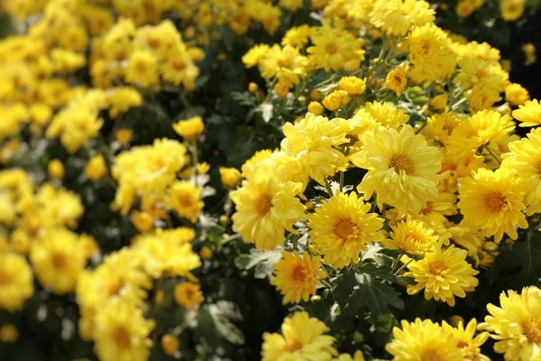 Chrysanthemenblume Zum Verkauf — Stockfoto
